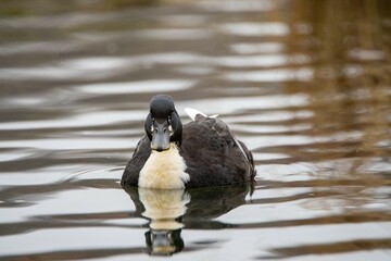 Ente