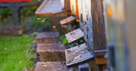 Macro Shot of Bees Producing Honey