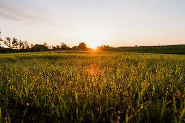 A field of still green wheat at sunset