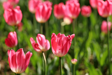 Red tulip flowers, spring background. Field of blooming tulips, selective focus