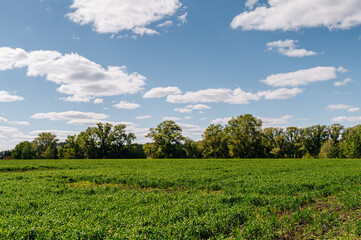 A field of still green wheat at sunset