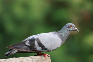 close up of a dove