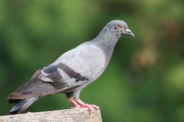 pigeon in the park