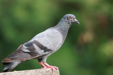 pigeon in the park
