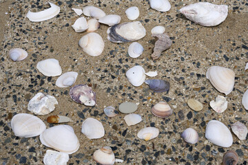 海岸に並べられたたくさんの貝殻