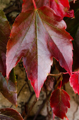 A leaf with a red stem is shown. The leaf is on a wall and is surrounded by vines