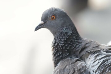 close up of a pigeon