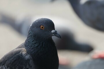 close up of a pigeon