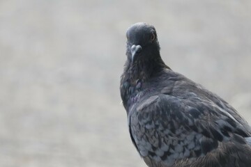 pigeon on the beach