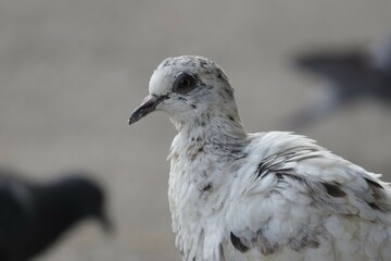 close up of a seagull