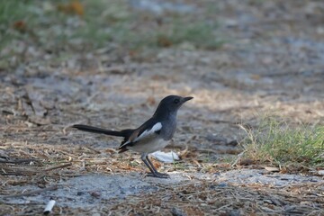 black backed shrike on branch