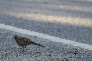 bird on the beach
