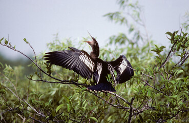 Anhinga d'Amérique,.Anhinga anhinga, Anhinga, Etats Unis