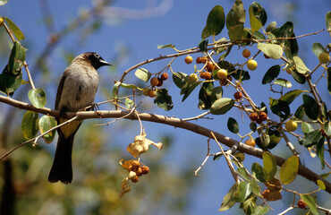 Bulbul des jardins,.Pycnonotus barbatus, Common Bulbul, Afrique