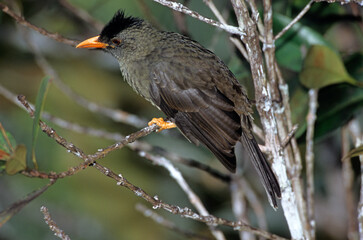 Bulbul des Seychelles, Bulbul merle,.Hypsipetes crassirostris, Seychelles Bulbul, Iles Seychelles