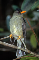 Bulbul des Seychelles, Bulbul merle,.Hypsipetes crassirostris, Seychelles Bulbul, Iles Seychelles