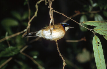 Rollier térrestre pittoide, Brachyptérolle pittoïde,.Atelornis pittoides, Pitta like Ground Roller, Madagascar