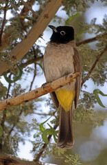 Bulbul des jardins,.Pycnonotus barbatus, Common Bulbul, Afrique