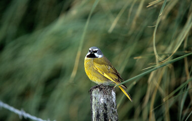 Mélanodère à sourcils blancs, Mélanodère des Falkland, Melanodera melanodera melanodera, Iles Falkland, Malouines
