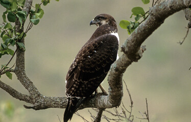 Buse augure, Buse rounoir,.Buteo rufofuscus, Jackal Buzzard,  Afrique du Sud