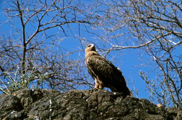 Aigle ravisseur,.Aquila rapax, Tawny Eagle