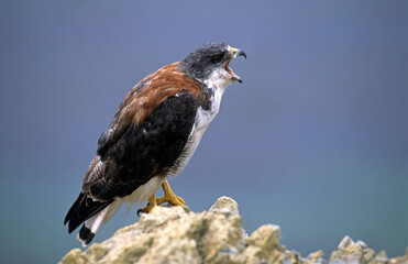 Buse tricolore, Buse tricolore,.Geranoaetus polyosoma, Variable Hawk, Falkland