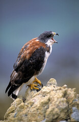 Buse tricolore, Buse tricolore,.Geranoaetus polyosoma, Variable Hawk, Falkland