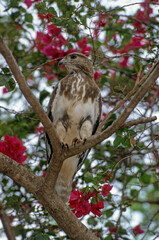 Buse de Madagascar,.Buteo brachypterus, Madagascar Buzzard, Madagascar
