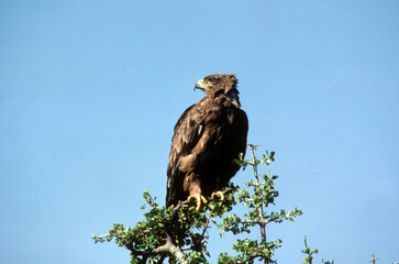 Aigle ravisseur,.Aquila rapax, Tawny Eagle