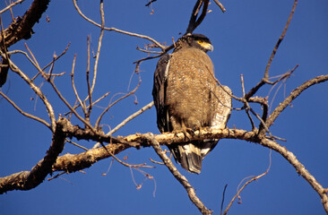 Serpentaire bacha,.Spilornis cheela, Crested Serpent Eagle, Inde