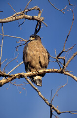 Serpentaire bacha,.Spilornis cheela, Crested Serpent Eagle, Inde