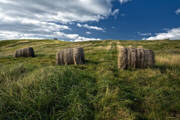 Łąka © Robert