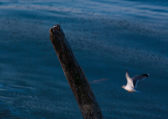 Morze © Robert