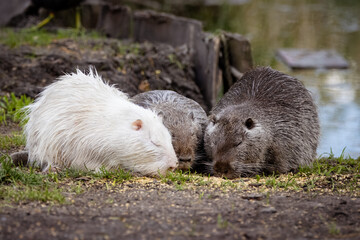 Adult nutrias sit on the ground and eat toward the camera lens. Two grey and one white fur nutrias eat on a cloudy spring day.