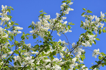 Blooming bird cherry tree against a blue sky
