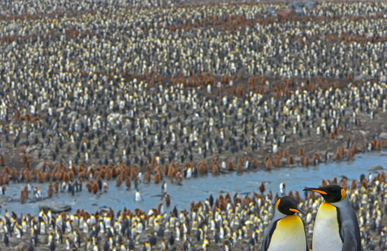 King penguin (Aptenodytes patagonicus) huge colony with pair in foreground, St Andrews Bay, South Georgia. 