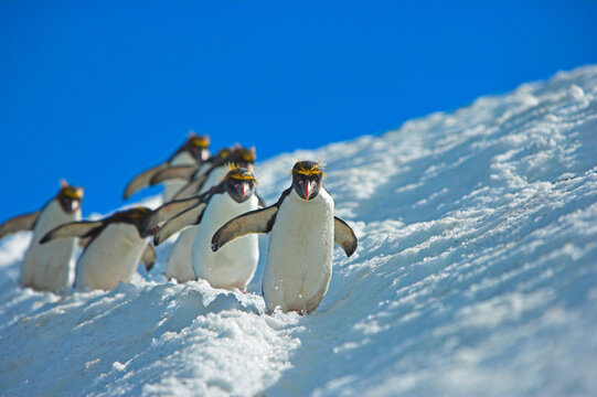 Macaroni penguin (Eudyptes chrysolophus) skiing across glacier, South Georgia. 
