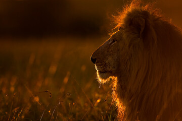 African lion (Panthera leo) male head portrait at sunrise, Masai Mara, Kenya, Africa. 