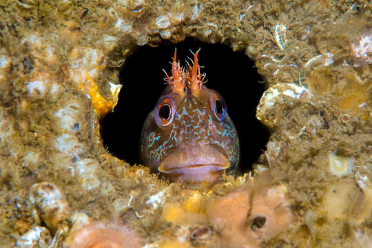 Tompot blenny fish (Parablennius gattorugine) peering out from hole under Swanage Pier, Dorset, UK, 