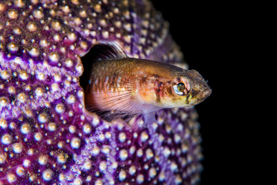 Two spot goby (Gobiusculus flavescens) nesting in an old Common sea urchin (Echinus esculentus) shell, Loch Carron, Highlands, Scotland, UK. 