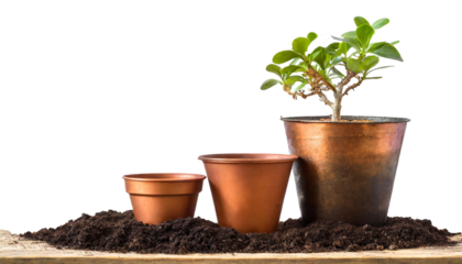  Cooper bronze Plant pot isolated white background. Growth concept. Seedling, plant, tree