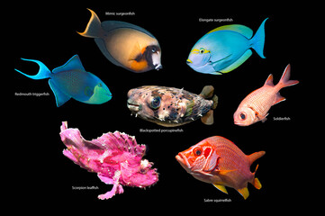Tropical reef fish, composite image on a black background, Mimic surgeonfish (Acanthurus pyroferus), Elongate surgeonfish (Acanthurus mata), Redmouth triggerfish (Odonus niger), Black spotted porcupi