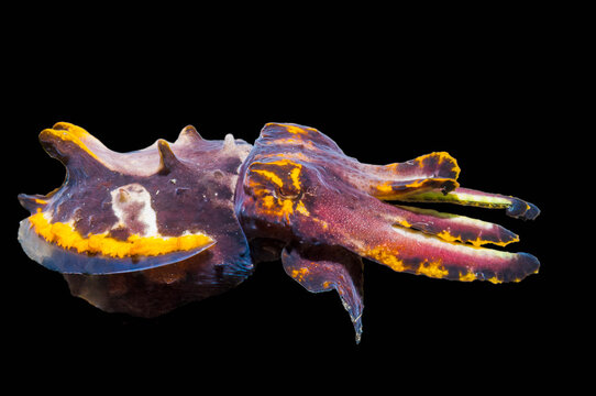 Pfeffer's flamboyant cuttlefish (Metasepia pfefferi) on black background, Puerto Galera, Philippines, Pacific Ocean. 