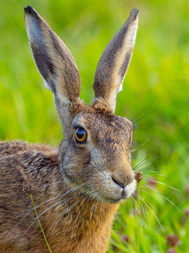 Brown hare (Lepus europaeus) head  portrait, Norfolk, UK. August. 