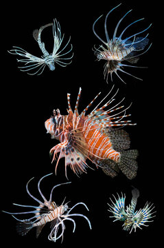 Antennata lionfish (Pterois antennata) with four juveniles, composite image on black background, Indo-Pacific. 