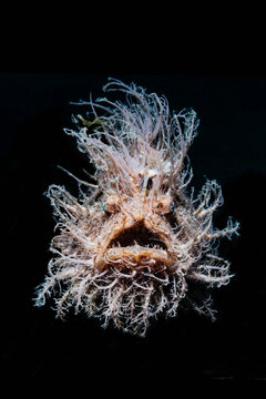 Striped / Hairy frogfish (Antennarius striatus) on black background, Lembeh Strait, North Sulawesi, Indonesia. 