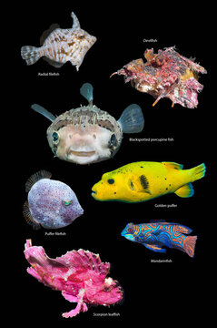 Tropical reef fish, composite image on  black background, Radial filefish (Acreichthys radiatus), Devilfish (Inimicus didactylus), Black-spotted porcupinefish (Arothron hystrix), Puffer filefish 