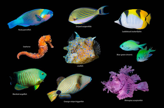 Composite image of tropical reef fish on a black background, Rusty parrotfish (Scarus ferrugineus), Striped surgeonfish (Acanthurus lineatus), Saddleback butterflyfish (Chaetodon falcula), Seahorse 