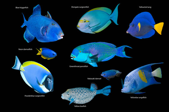 Composite image of blue tropical reef fish on a black background, Blue triggerfish (Pseudobalistes fuscus), Elonggate surgeonfish (Acanthurus mata), Yellowtail tang (Zebrasoma xanthurum)