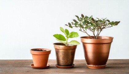 Cooper bronze Plant pot isolated white background. Growth concept. Seedling, plant, tree